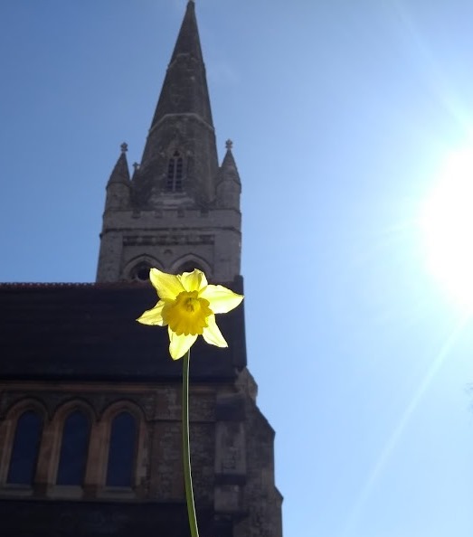 200322 daffodil